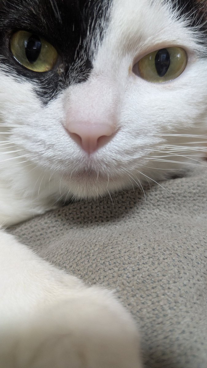 muchamuchai's tweet photo. 近すぎてカワイイ〜♬✨️♪
#猫大好き https://t.co/CISdRWCLWd
