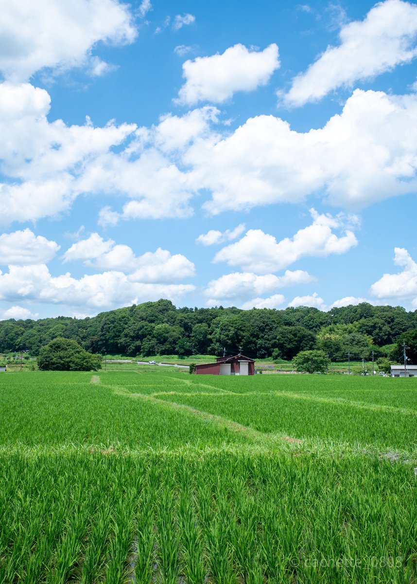 cachette_0803's tweet photo. 夏の日 https://t.co/WbRhXtvqEn