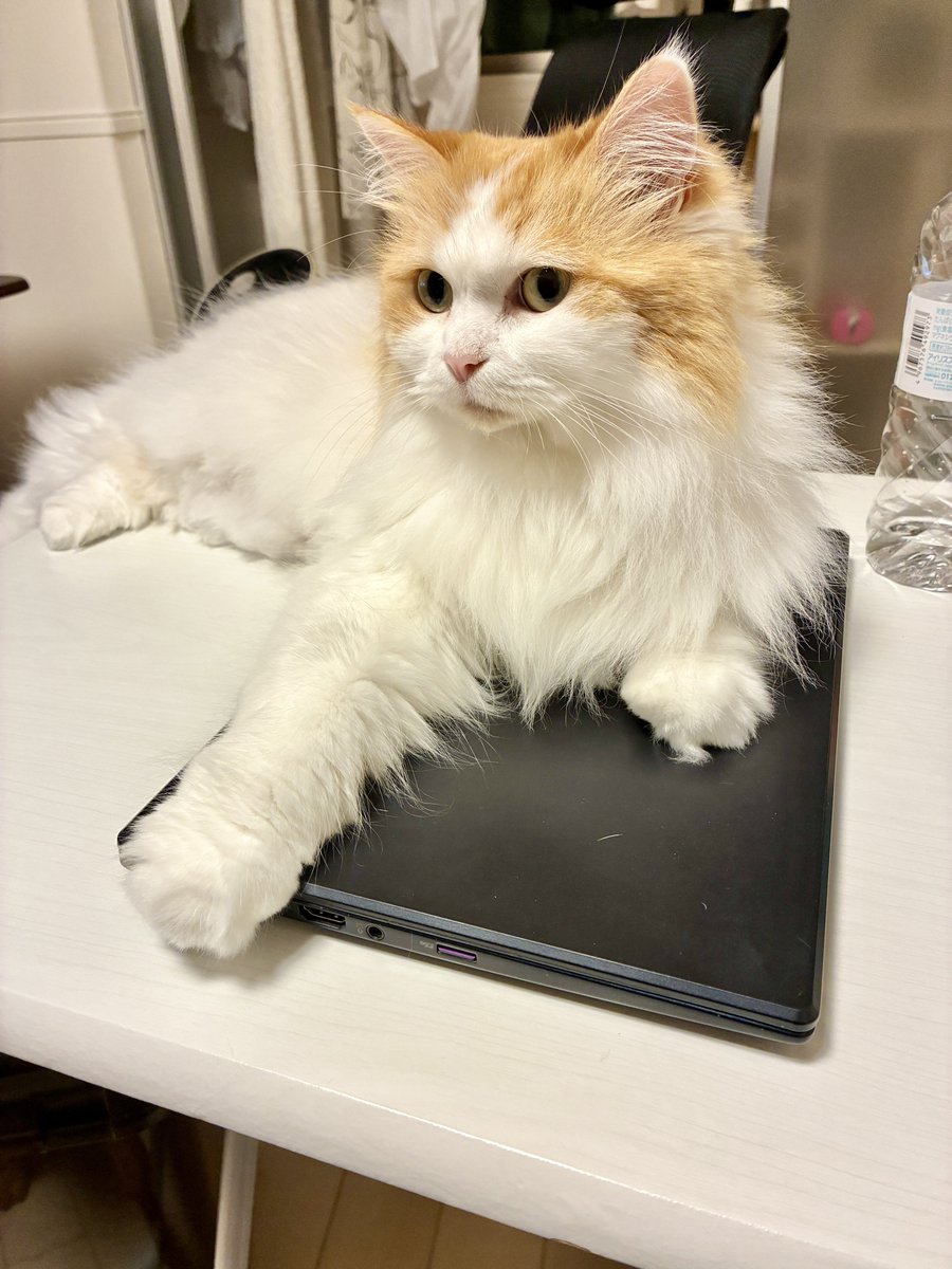 UiCh0827's tweet photo. どうしてパソコンの上に… https://t.co/NZ7gO5PfMp