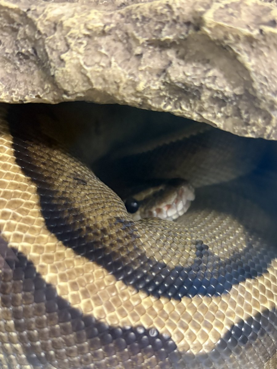 9Python0's tweet photo. https://t.co/ipH48KX3Mu