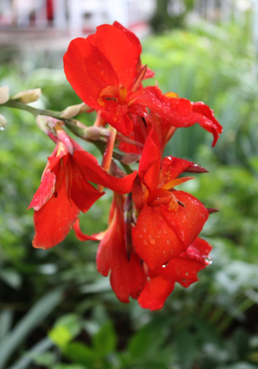 HermitsDaily's tweet photo. Glorious Red Canna. Central Pennsylvania. #globalwarming #climatechange #motherearth #environmentalconcern #environmentalconcerns #pollution #stoppollution #industrialproblems #SaveMotherEarth #pennsylvaniagarden #pennsylvaniagardens #pennsylvaniagardener #pennsylvaniagardening https://t.co/SXLUGowgVl