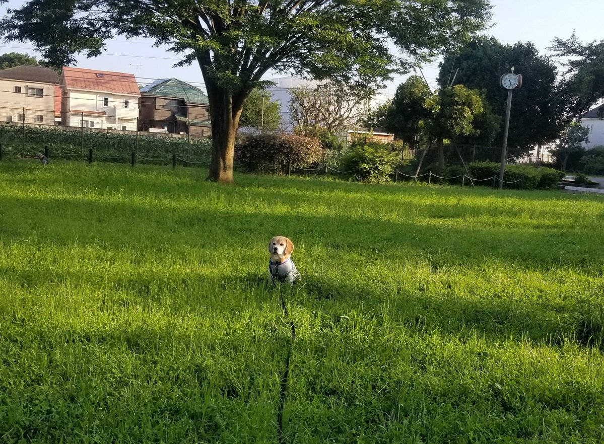 beagle_BEE's tweet photo. 少しでも暑いと怖くて足がすくむ😣
今朝から冷感ポンチョデビュー。

てるてる坊主みたいだろうと、もう格好なんてかまってられない😔

冷感ポンチョ、そらの動きに合わせるのはちょっぴし不自由だけど、涼しいよ😊

風が当たると冷蔵庫の中にいるみたいでひんやり～今年はこれで乗り切るぞ😤 https://t.co/g4vFcDCN4w