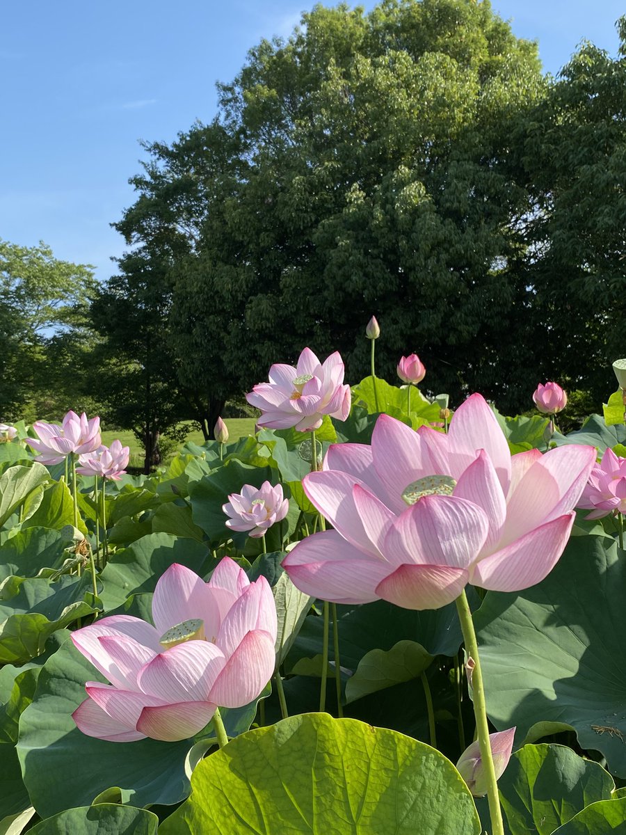 azusa9v's tweet photo. 【埼玉県行田市・古代蓮の里】
今年は葉っぱが大きくて花が小さい気がします。花托も多かったし先週位が良かったのかも？
友よ🚗ありがとう！暑かったね💦 https://t.co/ZRK4de6jDA