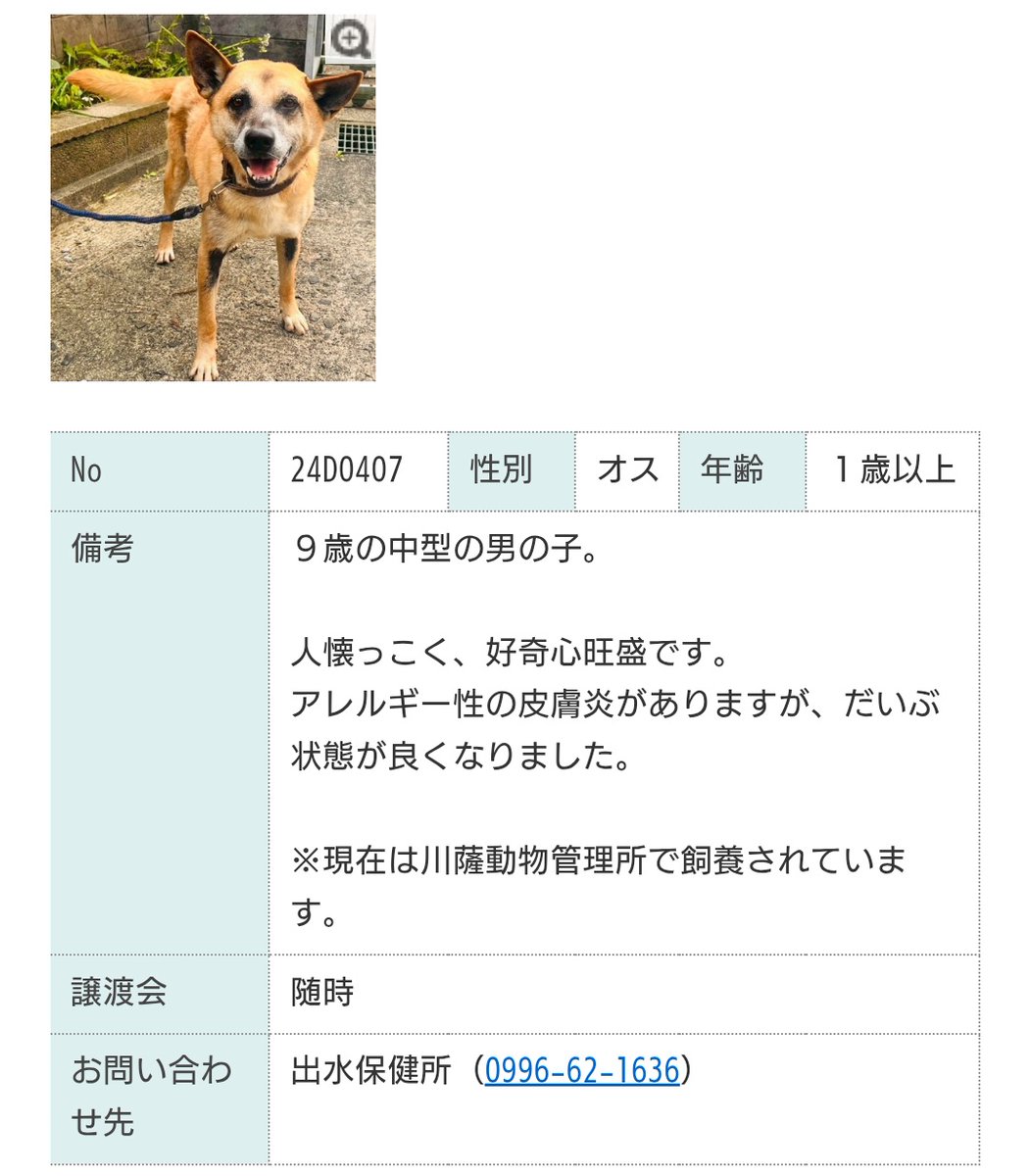 CLASSICLETSFOLK's tweet photo. 拡散希望📣📣📣 
#鹿児島県 
#譲渡犬 #譲渡可能犬
#保健所や動物管理所からの譲渡
#犬の飼い主さん募集
🔴連絡先🔴
#出水保健所（0996-62-1636）
https://t.co/e1U1dG8u2O
現在 川薩動物管理所にいます https://t.co/Y2HsFxIWfE