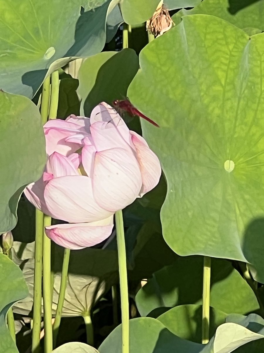 wagonr8811's tweet photo. 赤とんぼと蓮の花🪷

気温33度。
暑い🥵 https://t.co/O8SlIsJRwW