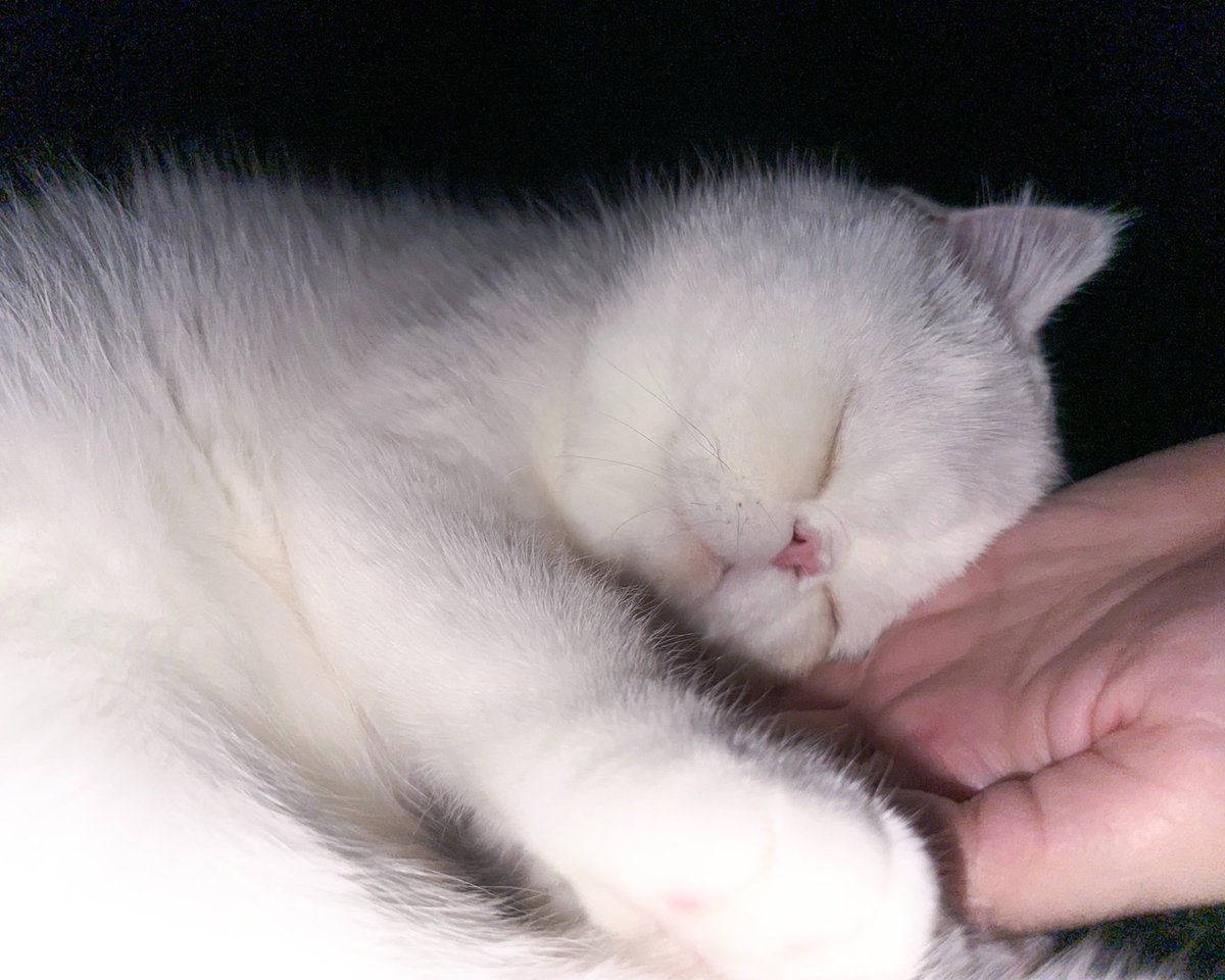 coconut_miracle's tweet photo. 当然の顔──┈♡ https://t.co/jZxwe69rVy