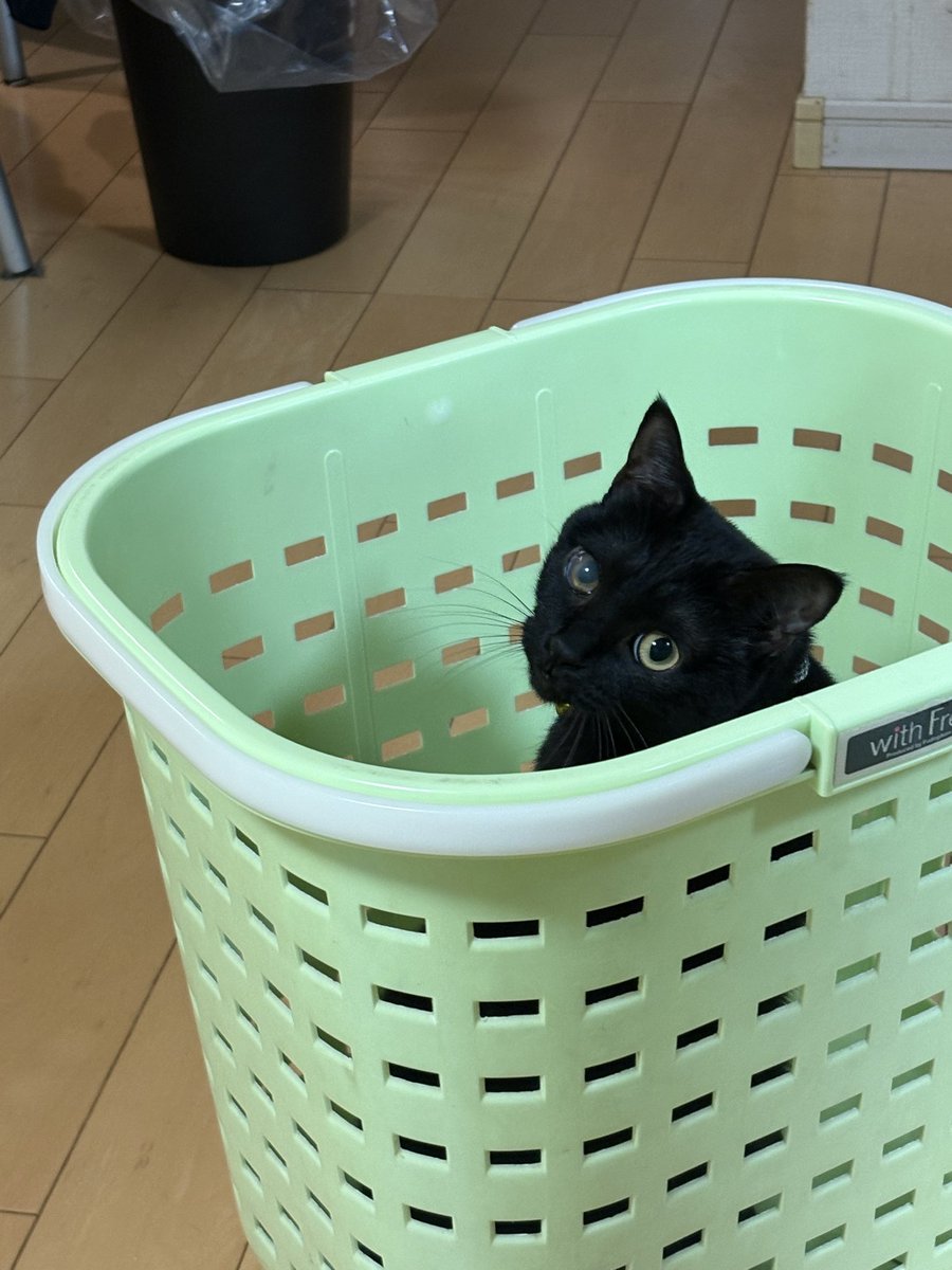 aq8ga2's tweet photo. @motimoti_seizin 対よろです‼️👊
クロネコ2匹飼ってます👀 https://t.co/8xoQonYRSV
