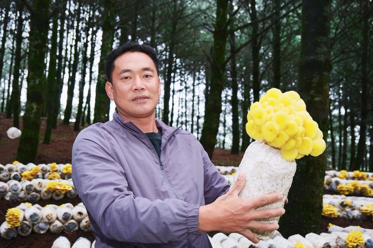 zguow's tweet photo. 近日，走进临翔区凤翔街道中山村的千亩林下食用菌种植基地，林间一派繁忙的丰收景象。
#遇见临沧如回故乡 https://t.co/A2csueshui