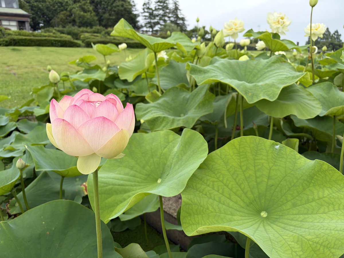 rambi369's tweet photo. 蓮華かわいい〜🪷
霞ヶ浦ドライブにて。 https://t.co/SOjf8lYepi