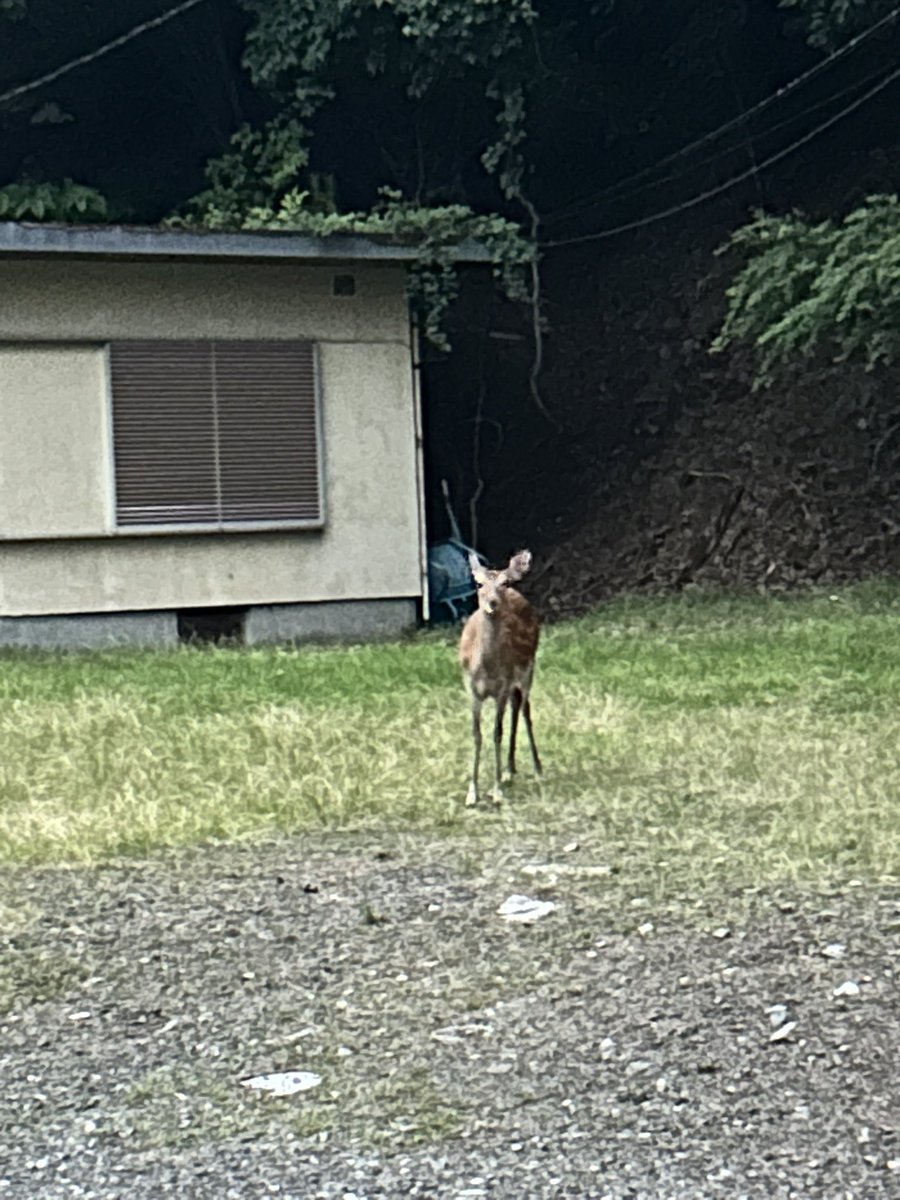 E84856298's tweet photo. ながいも、焼いて醤油
和牛ハラミ焼いて黒瀬のスパイス
ながいもすり下ろしに卵と醤油でご飯掛け
以上、夕飯

ビール、追加で買い出しに行って鹿と遭遇 https://t.co/fulfWsvaLY
