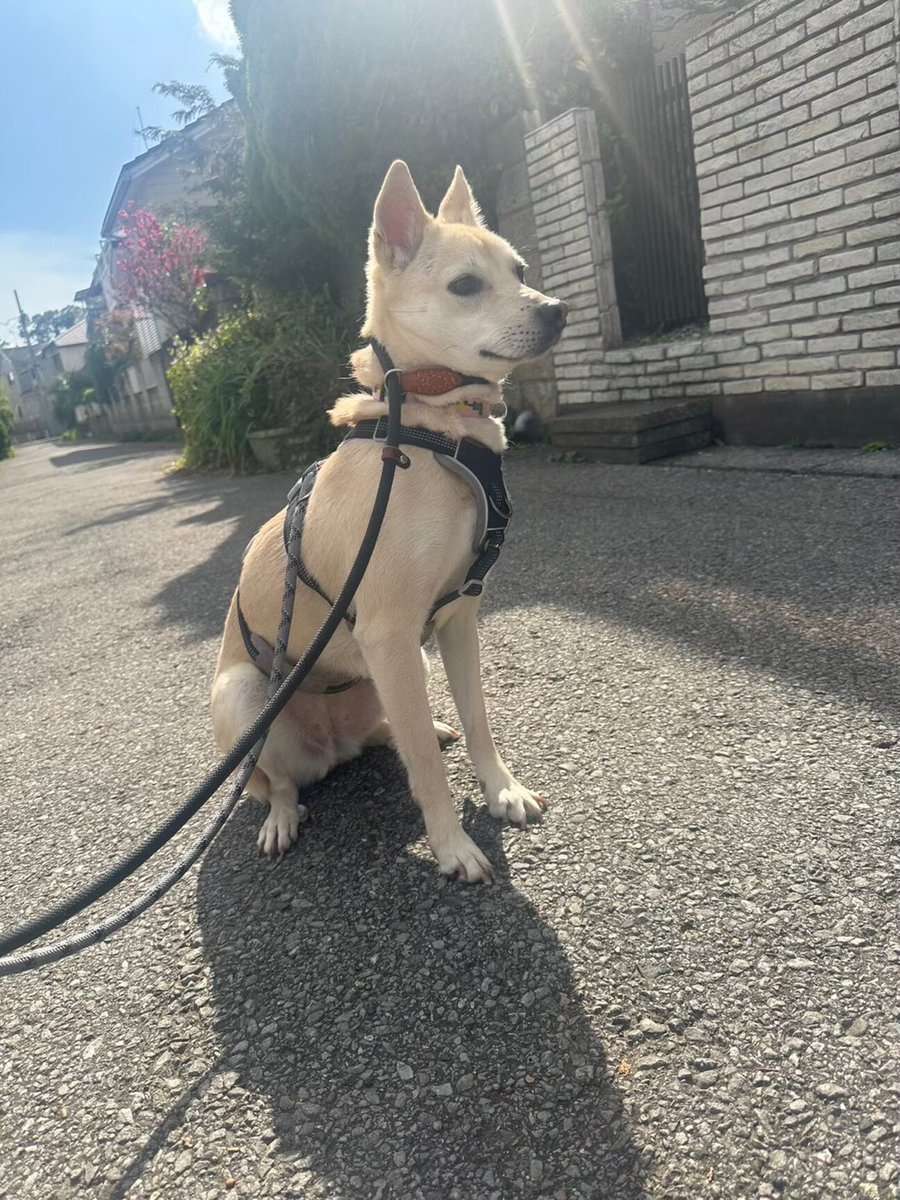 tochigisatooya's tweet photo. 【#里親募集】「少しビビりですがワンプロできる女の子」#千葉県 #市川市 - 犬の里親募集(478292) :: ペットのおうち https://t.co/h0sg7WCKgq #保護犬 #保護犬を家族に #雑種犬 #中型犬 #中型雑種犬 #犬 #栃木県 https://t.co/3fad2Jaics