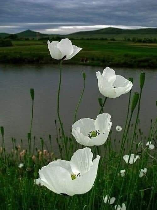 🇹🇷_MuRaT_💛💙 tweet media