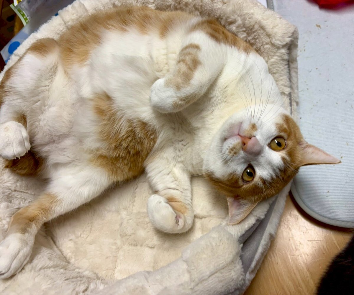 tochigisatooya's tweet photo. 【猫の #里親募集 】「*エイズ*されるがままの優しい ちゃちゃ丸くん」#栃木県 #那須塩原市 - 猫の里親募集(529390) https://t.co/8dAQGYbv5J #猫 #cat #保護猫 #保護猫を家族に #茶白猫 https://t.co/mDgzjrMzVf