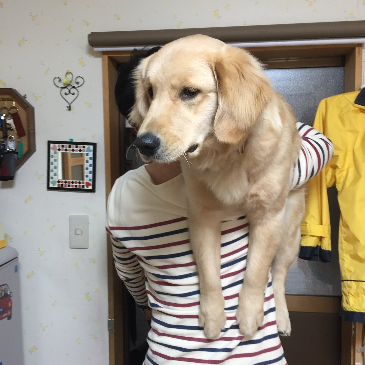 noyl's tweet photo. 大型犬を飼う喜びを思い出したい https://t.co/3BLlx7dZc5