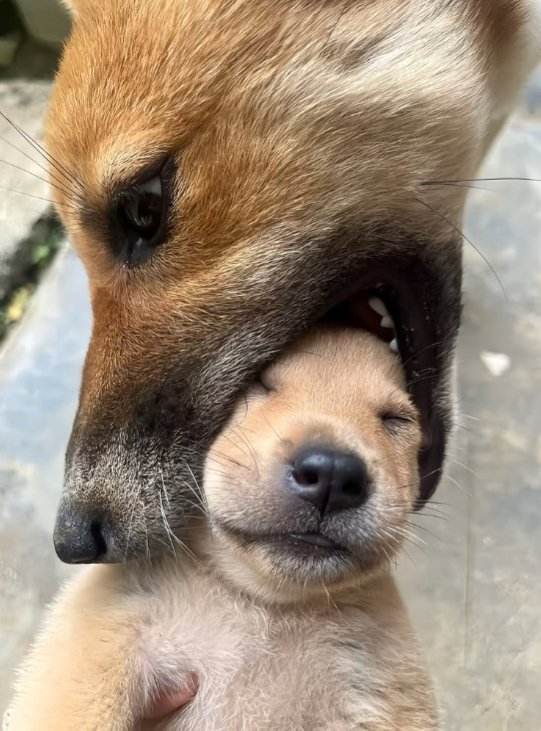 junkiewrangler's tweet photo. Oouugghh dude.. quit that shit maaaannn, let go of my head... https://t.co/IthmILhkZ6