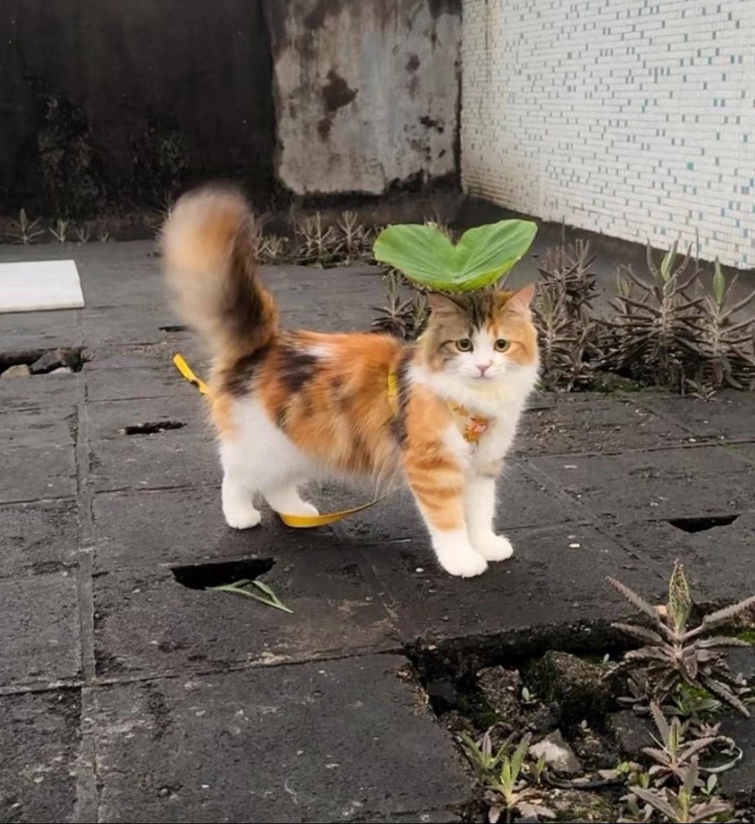 尊い動物 tweet media