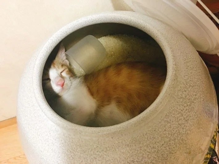 iamkimgosu's tweet photo. 집나간 고양이 찾는데 ㅋㅋㅋㅋㅋㅋㅋㅋㅋㅋㅋㅋㅋ 아니 검거되는사진봐  ㅋㅋㅋㅋㅋㅋㅋㅋㅋㅋㅋㅋㅋㅋㅋㅋㅋㅋㅋㅋㅋㅋㅋㅋㅋㅋㅋㅋㅋㅋ https://t.co/0dGbBtKLg5