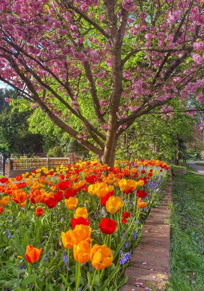 17017Nov's tweet photo. Beautiful flowers for you🧡❤️🌿 #tulips https://t.co/Q7zVoog3Eq