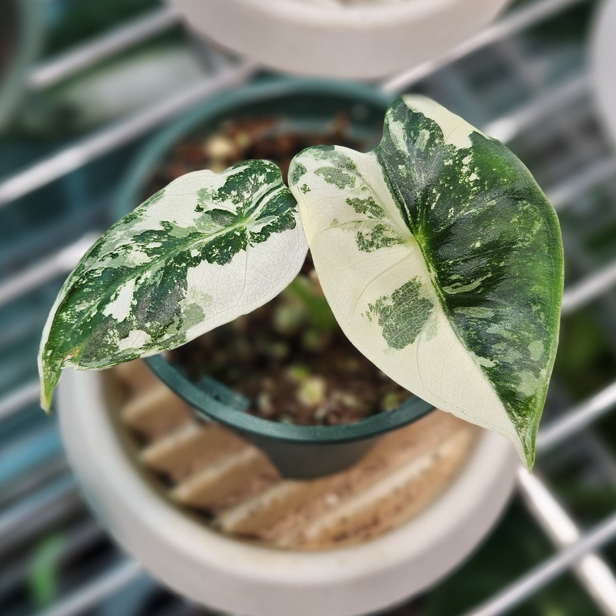 eb__gardening's tweet photo. 요즘 우리집 최고 귀염둥이는 아기 무프덱 https://t.co/MeTMgWOS44