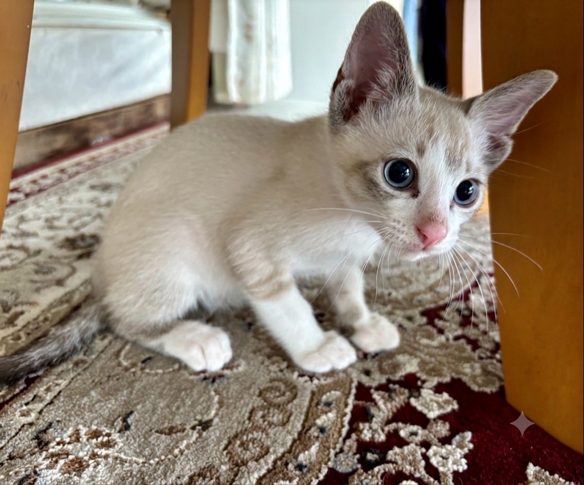 furunofluorite's tweet photo. 子猫飼いたい人居ませんか。私と面識ある方か、共通の知り合いのいる方で💦この2匹はオスメスで1ヶ月半。離乳済みだそう https://t.co/Pvj2AnoQvK