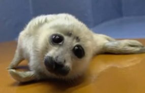 Sealyne_'s tweet photo. I've compressed the soul of Niko the seal into this image. Be careful https://t.co/AmWo27Yvbb