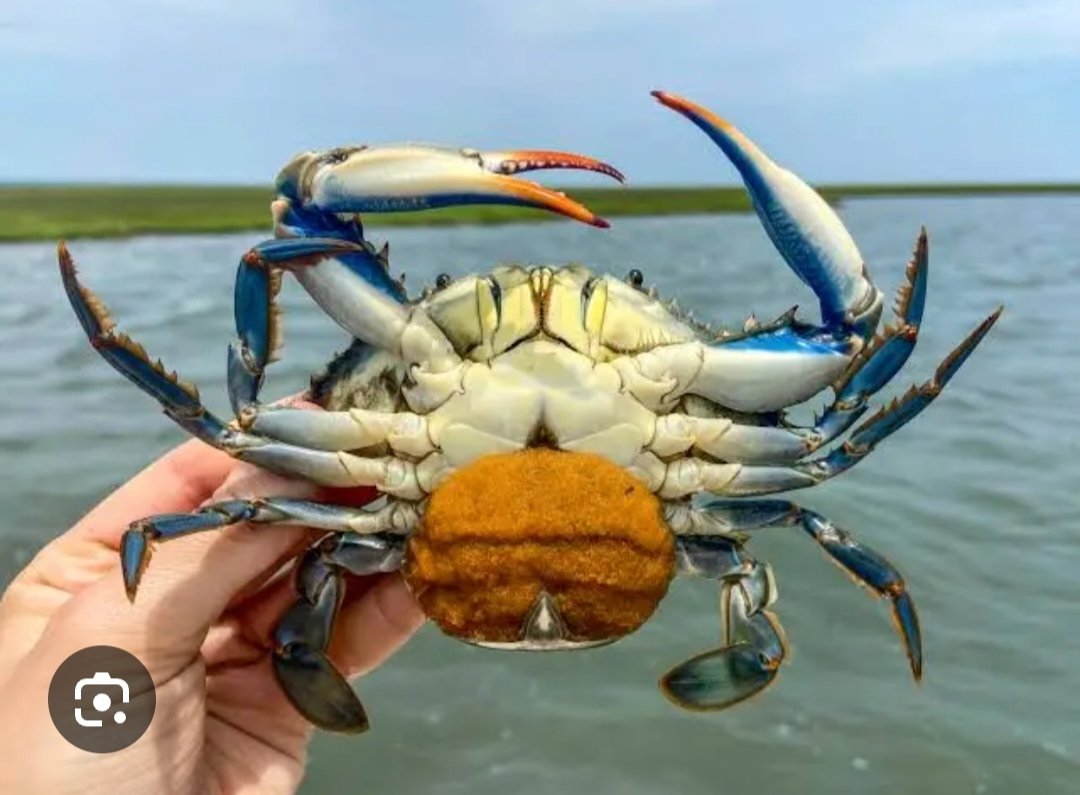resilienteevil's tweet photo. @LaEtxebarria @RubenArranz_ Lo que sí va a ser posible, con los recortes a los sindicatos comegambas que impulsa Vox,es que las mariscadas sean de cangrejo azul, cangrejos rojos y almejas ultracongeladas chilenas. De alto valor nutritivo y bajo precio. https://t.co/nlUqwDUjzE