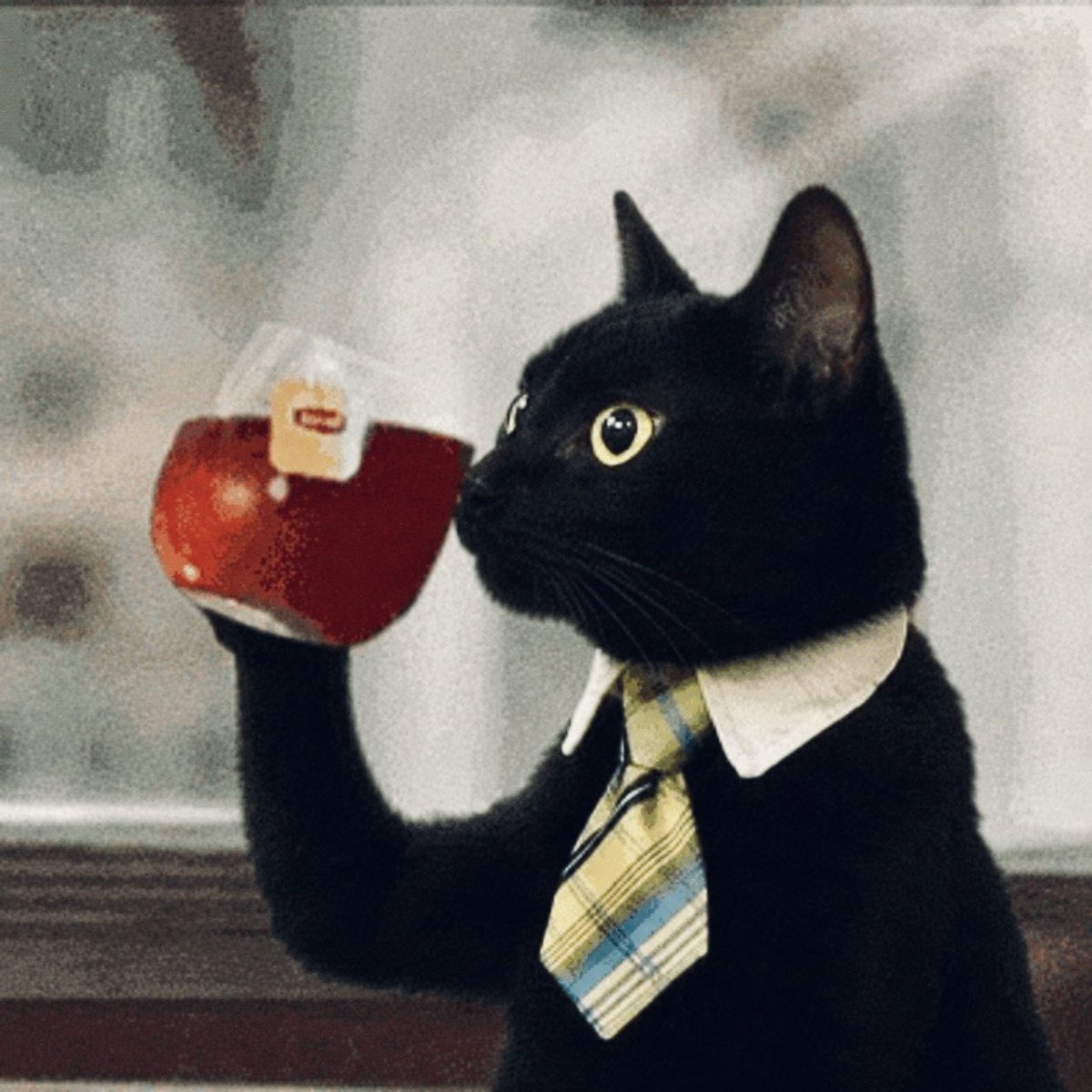 Naskate13's tweet photo. Business cat https://t.co/kJTQlGTATc