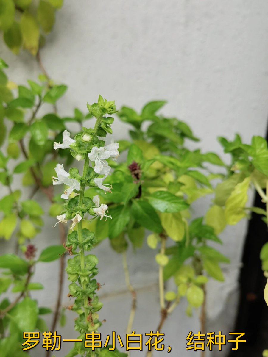 psycheciety's tweet photo. Life update: Ditched the 9-to-5 grind for a tiny balcony herb garden + remote work. Fresh basil for morning tea and no rush hour – small shifts, big joy https://t.co/drrUkKiKZg