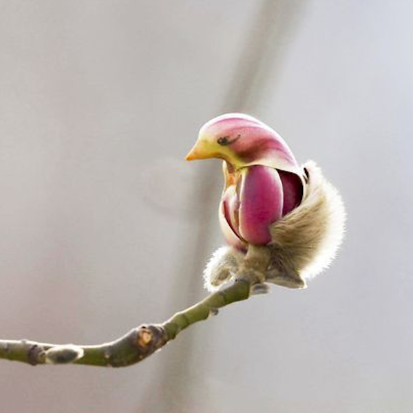 AMAZlNGNATURE's tweet photo. Yulan magnolia flowers look like white birds

The blossoms of the Yulan magnolia are famous for resembling graceful birds with folded wings https://t.co/B6TYs05Jit