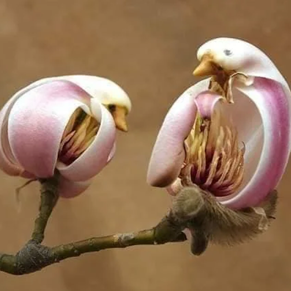 AMAZlNGNATURE's tweet photo. Yulan magnolia flowers look like white birds

The blossoms of the Yulan magnolia are famous for resembling graceful birds with folded wings https://t.co/B6TYs05Jit