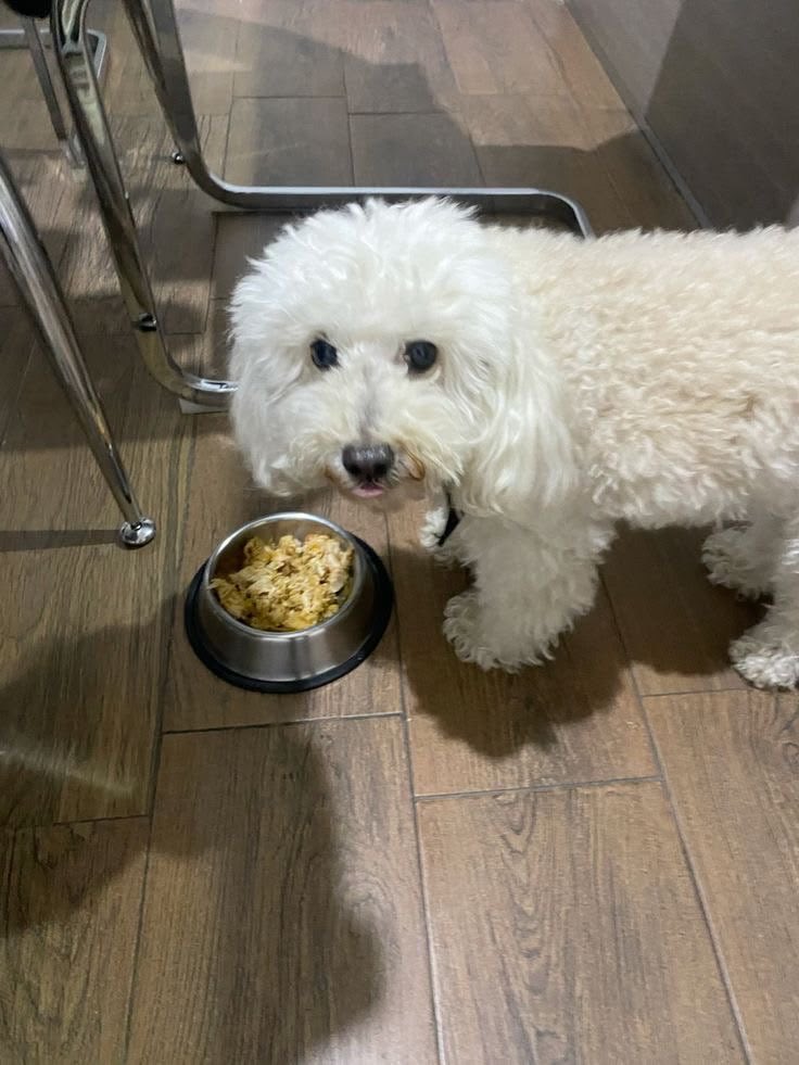 thugnightx's tweet photo. Pet for rehoming 🐶 https://t.co/52tentWjqG