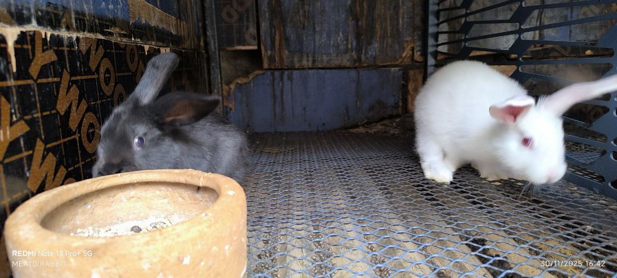 MeatDRabbit's tweet photo. Wueh! Hii economy imefanya hadi rabbits wajitume! We sell healthy, fast-growing rabbits in Machakos &amp; Nairobi.

Usingoje jirani aanze kuuza rabbits halafu akuwe ndiye anakukopesha fare. 😭🤣

📩 DM to order before they hop away!

#RabbitFarming #Machakos #Nairobi #SideHustleKE https://t.co/YSTaIZoiQJ