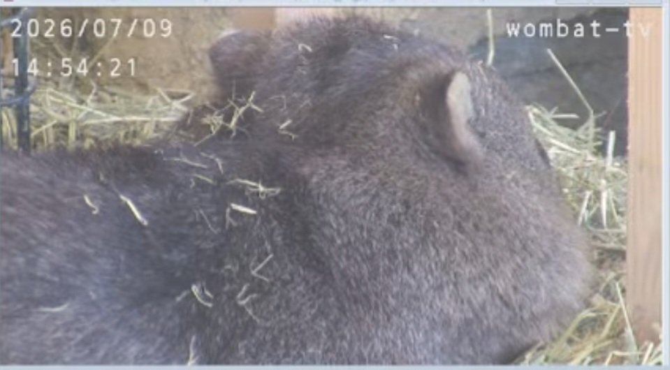non00129's tweet photo. #五月山動物園
 #フクくん
 #ウォンバット
もちもちほっぺ(ﾉ)`∨´(ヾ)
本当に今日は暑いよね😣
毛皮脱ぎたいね💦 https://t.co/fvjJQnG3DV