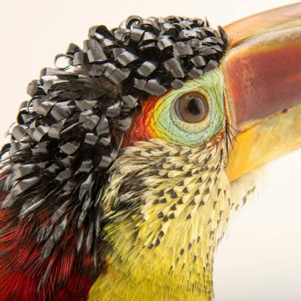 AMAZlNGNATURE's tweet photo. The curl-crested aracari is the only toucan with curly feathers

It is famous for the tightly curled feathers on its head, a feature unique among toucans https://t.co/mOWcoR18At