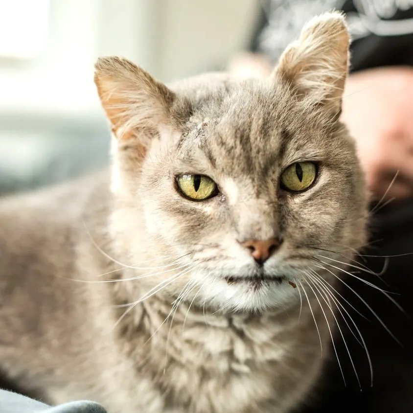 sachikoko's tweet photo. 👉🏽HERO WANTED🙏🏽PLZ SHARE
💙Sweet 13YO #Senior Gray Kitty GANDALF💙
🔹Needs A Cat Savvy🏡#FureverHome
🔹https://t.co/tfzHtcA14e
🙏🏽#Adopt
#Oakland, #CA #SF #SpecialNeeds
➡https://t.co/FCtnqRd4RB
☑Adults☑Cats #ForgottenSoulsHour #US #CATS
👉🏽#FIV+ Cats Can Live A Long Healthy Life https://t.co/h1r6FaatrF