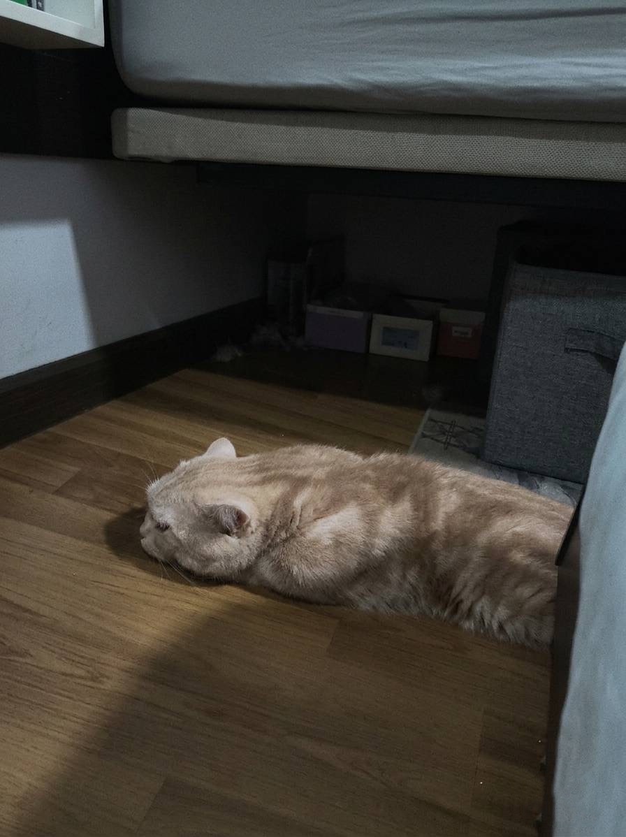 Hanglyjong's tweet photo. บางครั้งก็อยู่ในโหมดนอนตลอดเวลา 💤🐾 https://t.co/gQNFImQI8Y