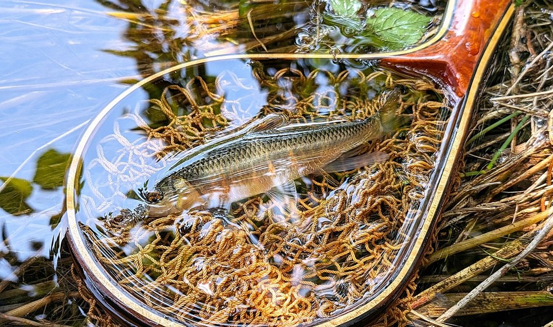kerchief_t's tweet photo. Easy does it!  　小型魚に遊ばれる…柳瀬川
ここのところ好調な柳瀬川。また韋駄天の引きを楽しもうと、いそいそしながら出掛けましたが、この日はここしばらくの好調とは一転、小型魚に遊ばれる結果となりました。
https://t.co/zDl7yFFvtr https://t.co/NaDwcJ0Nfr