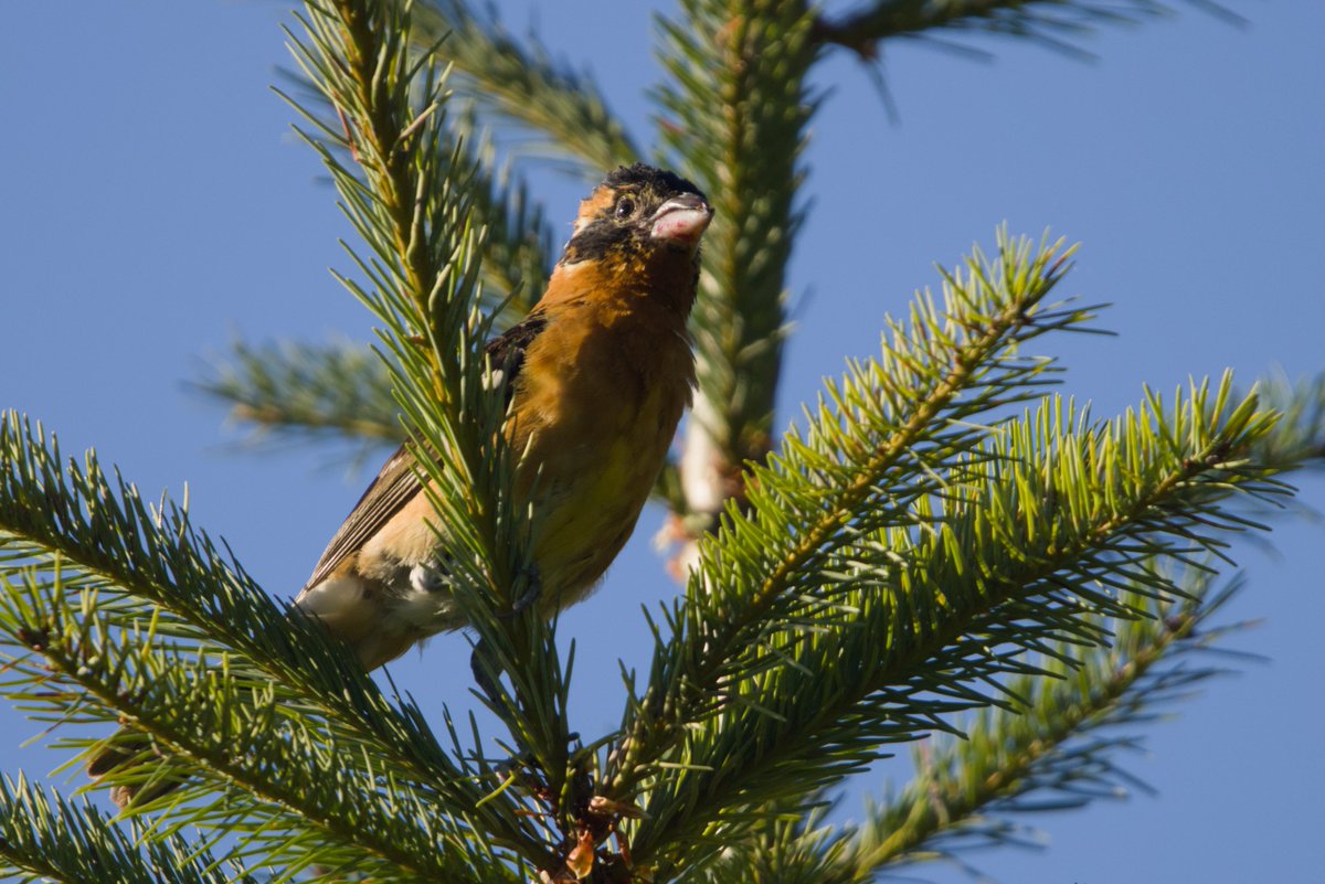 lagobun's tweet photo. plus a black-headed grosbeak https://t.co/Ak3l3k3B8z