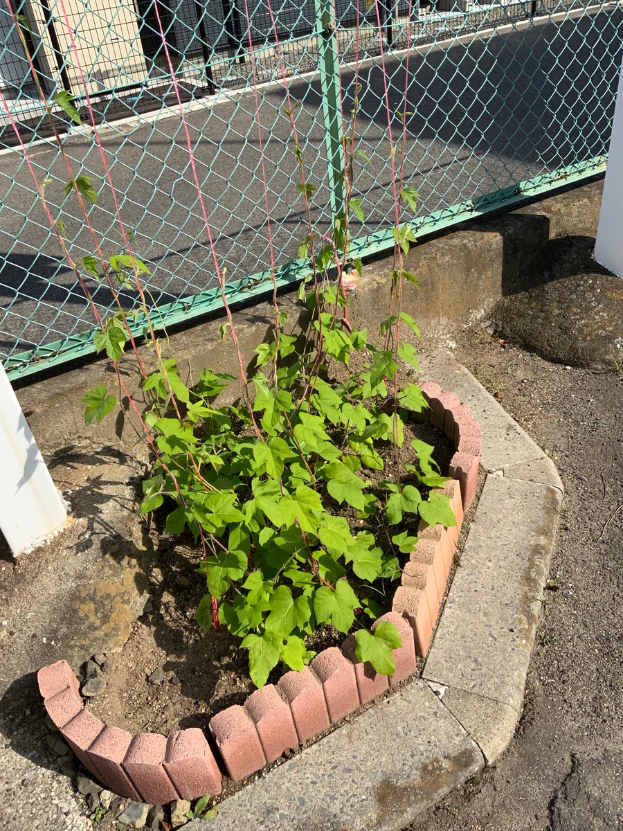 BirThree's tweet photo. こんにちは
岩沼センターです！
こどもの毎年健康調査のご予約が大好評��
ただ今10月のご予約を受け付けております。
ご予約はお早めにどうぞ🤩

アサガオもこんなに大きくなりましたよ✨

#三世代コホート調査
#岩沼センター
#アサガオ
#岩沼駅前 https://t.co/3XKyDOhQxT