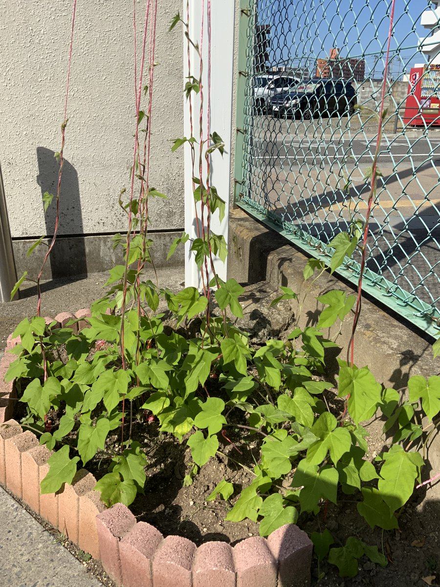 BirThree's tweet photo. こんにちは
岩沼センターです！
こどもの毎年健康調査のご予約が大好評��
ただ今10月のご予約を受け付けております。
ご予約はお早めにどうぞ🤩

アサガオもこんなに大きくなりましたよ✨

#三世代コホート調査
#岩沼センター
#アサガオ
#岩沼駅前 https://t.co/3XKyDOhQxT