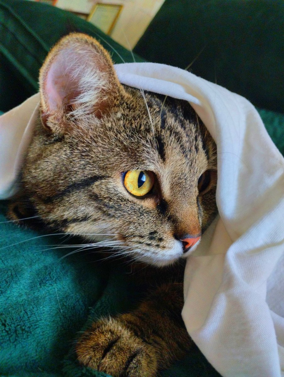 AMXDarcy's tweet photo. Está mirando 🐱 #gato https://t.co/oDMsWal4QP