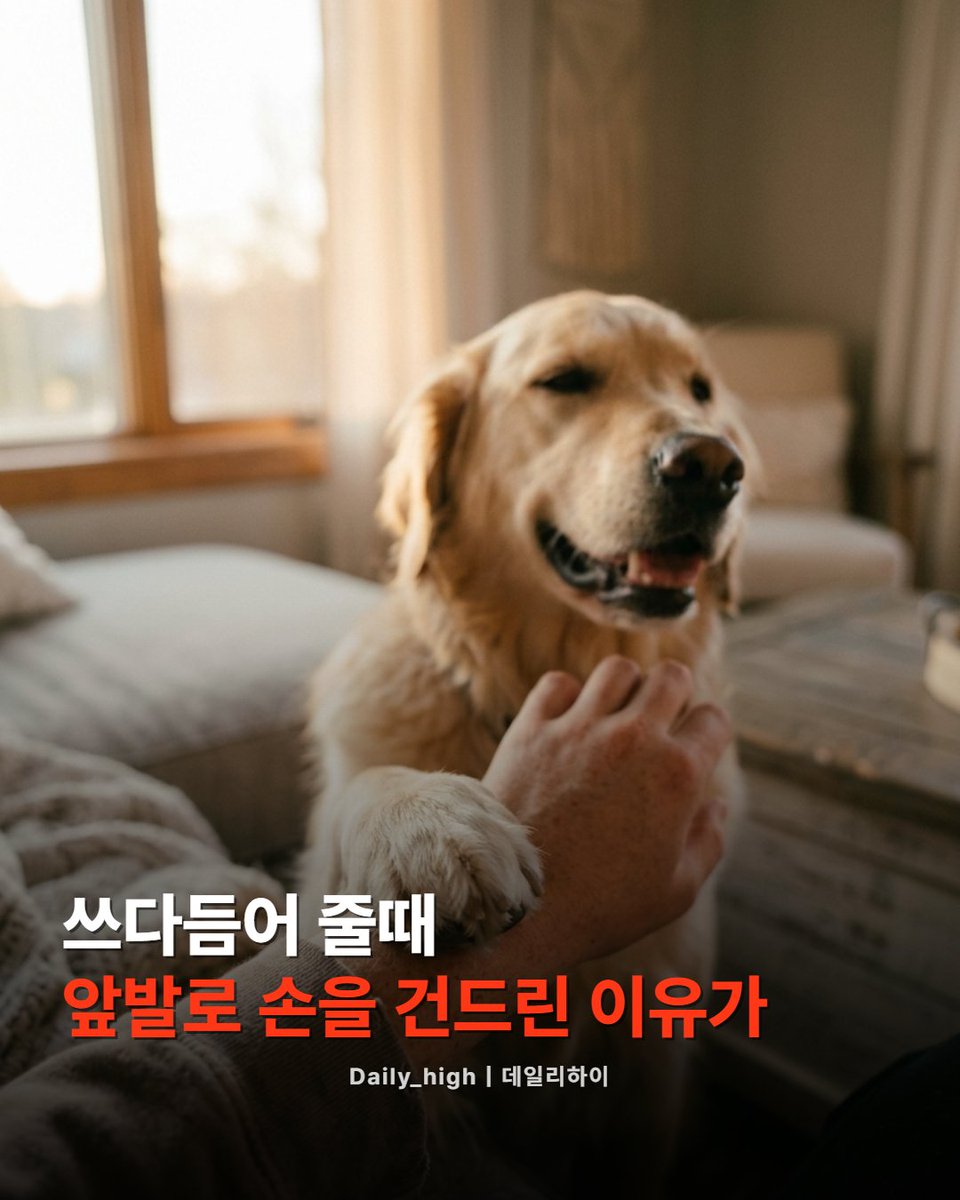 daily_highkr's tweet photo. 강아지가 앞발을 슬쩍 올려놓는 순간, 저는 항상 괜히 마음이 녹았거든요. 🐾

근데 이게 단순한 버릇이 아닐 수 있다고 합니다.

동물행동 전문가들에 따르면, 쓰다듬는 동안 강아지가 앞발을 살며시 올리는 건 지금 이 교감이 좋다는 신호일 가능성이 있다고 해요. '나도 애정을 돌려주고 싶다'는 의미로 해석하기도 하는데, 모든 상황에 똑같이 적용되는 건 아니라고 하니 참고만 하는 게 좋을 것 같습니다.

그리고 쓰다듬다가 손을 멈췄을 때 앞발로 다시 손을 건드린다면, 그건 "왜 멈춰요?" 하는 요청일 수 있대요. 이런 거 보면 강아지들이 생각보다 꽤 적극적으로 자기 마음을 표현하는 것 같죠.

다만 앞발 동작 하나만으로 판단하기보다는 꼬리, 귀, 표정, 몸의 긴장도까지 함께 보는 게 더 정확하다고 전문가들은 말합니다.

여러분 강아지도 이런 행동 자주 하나요? 🐶
#강아지 #행동 #이유 #데일리하이