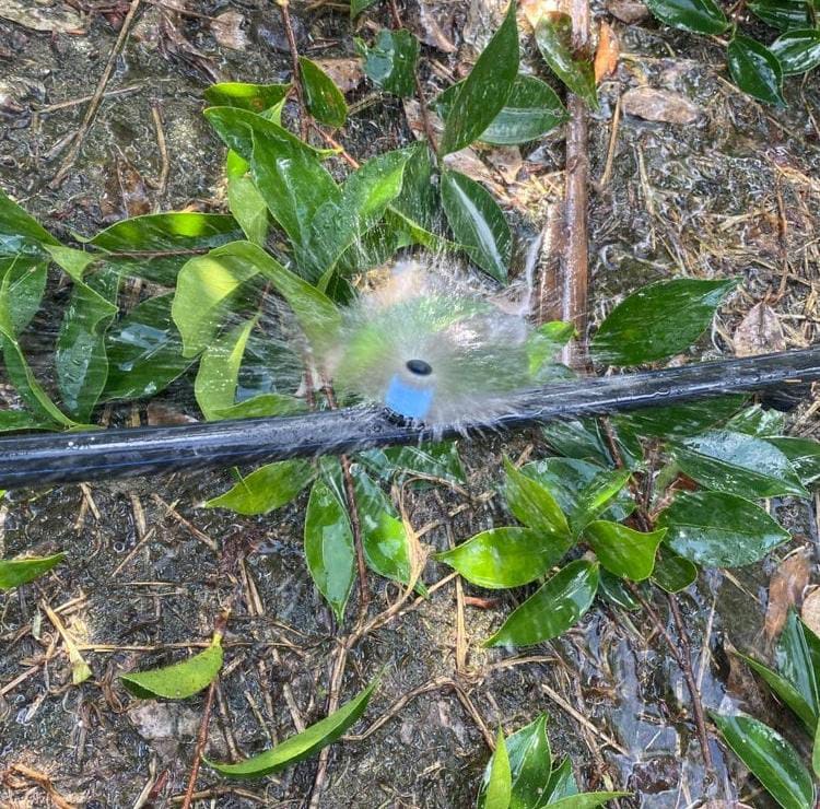 globofarming's tweet photo. Still wondering on what to use on your orchard garden ?Our 360° Sprinkler provides uniform water coverage, making it perfect for orchard irrigation.
 DM us to order or Call 0790 542 953 today and keep your orchard thriving! #NYOTAPHASE2#Ruto funding dreams#sprinklers https://t.co/EQnS98jzyM