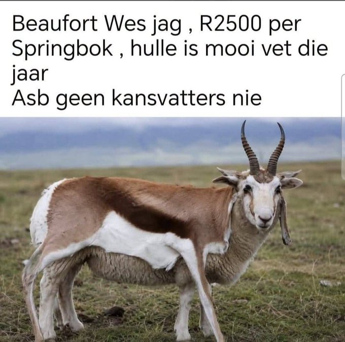 BarneySimon's tweet photo. #Springbok https://t.co/mu8ObUciEd