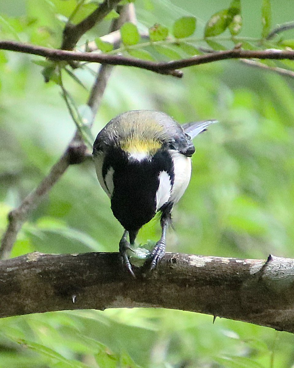 Nature_Okayama's tweet photo. *
1,2. 上池放飼場の #タンチョウ と #ネムノキ 。ツバサとミドリはいつも仲良しです。
3. ヤマセミ橋で #シジュウカラ が青虫を食べていました。器用に足で押さえていますね。
4. センター棟の南で出会った #コゲラ です。ポコポコと出ているのは #ヒトクチタケ です。

#岡山県自然保護センター https://t.co/D8ymSFiMbN