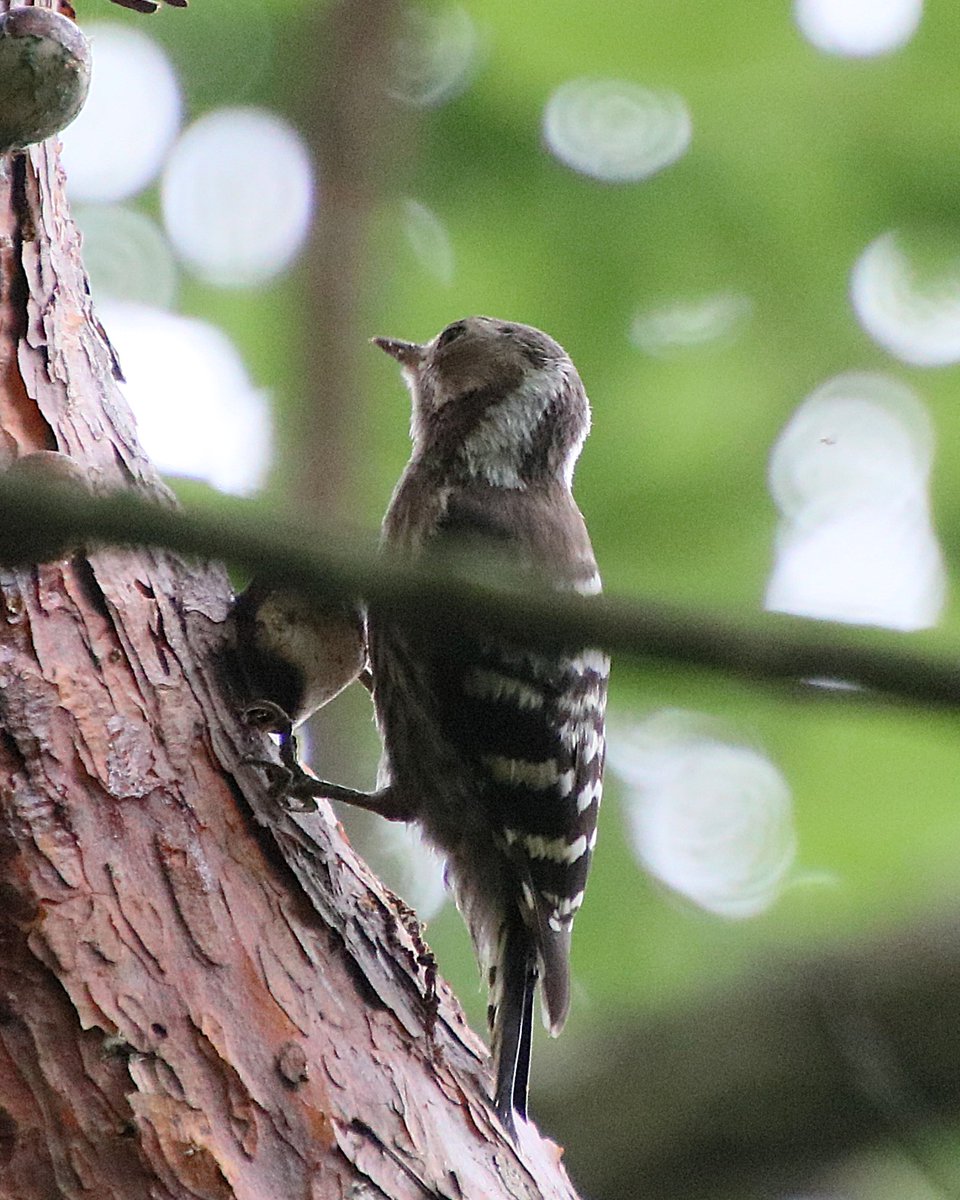 Nature_Okayama's tweet photo. *
1,2. 上池放飼場の #タンチョウ と #ネムノキ 。ツバサとミドリはいつも仲良しです。
3. ヤマセミ橋で #シジュウカラ が青虫を食べていました。器用に足で押さえていますね。
4. センター棟の南で出会った #コゲラ です。ポコポコと出ているのは #ヒトクチタケ です。

#岡山県自然保護センター https://t.co/D8ymSFiMbN