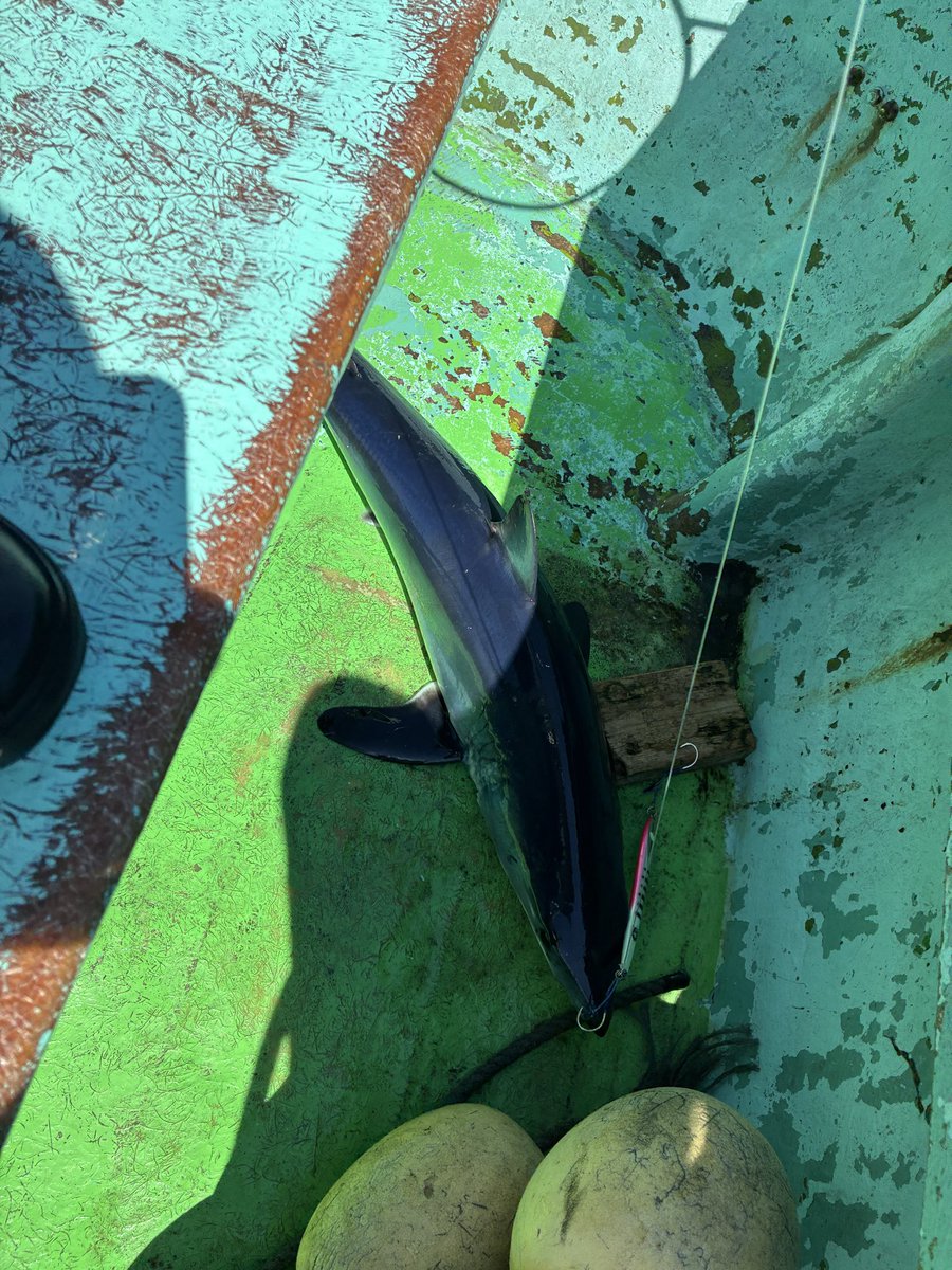 BBMEEEN's tweet photo. メッチャ歯がギザギザの凶暴なサメ🦈釣れた🎣 https://t.co/hyx5FkZEeP