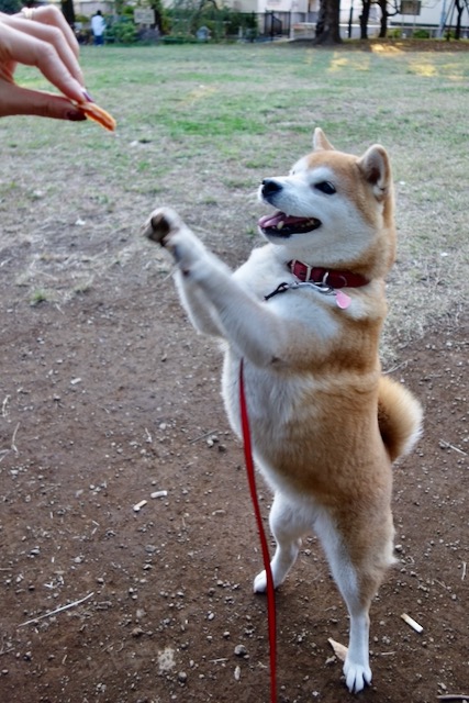 shiba_bibby's tweet photo. 23年前、我が家にやってきたビビィ🐕️
熊本の「まめ柴ハウス あい」鈴木さんとのご縁は、この子から始まりました。
嬉しい時も、落ち込んだ時も、いつもそばにいてくれた大切な家族の一員でいっぱい遊び、思い出を作りました✨️

たくさんのかわいい愛犬とご家族を結びつけた鈴木さんも高齢になりました。だから今、子犬たちの新しい家族探しを、ほんの少しだけお手伝いしています。
柴犬との暮らしは、毎日がかけがえのない時間になります🍀
#柴犬 #豆柴 #犬のいる暮らし　＃子犬

豆柴ハウスあいさんの子犬情報
6月17日と6月18日産まれ
https://t.co/dMnXzaj05t