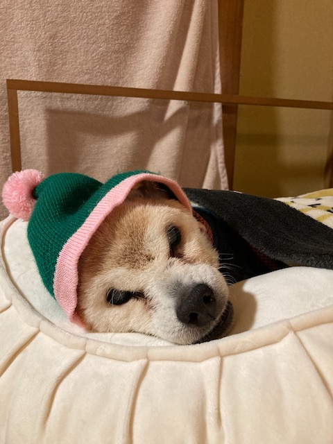 shiba_bibby's tweet photo. 23年前、我が家にやってきたビビィ🐕️
熊本の「まめ柴ハウス あい」鈴木さんとのご縁は、この子から始まりました。
嬉しい時も、落ち込んだ時も、いつもそばにいてくれた大切な家族の一員でいっぱい遊び、思い出を作りました✨️

たくさんのかわいい愛犬とご家族を結びつけた鈴木さんも高齢になりました。だから今、子犬たちの新しい家族探しを、ほんの少しだけお手伝いしています。
柴犬との暮らしは、毎日がかけがえのない時間になります🍀
#柴犬 #豆柴 #犬のいる暮らし　＃子犬

豆柴ハウスあいさんの子犬情報
6月17日と6月18日産まれ
https://t.co/dMnXzaj05t