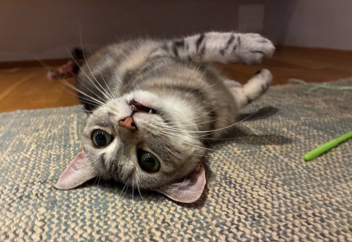 vito20190705's tweet photo. 呼んだ？
#猫好きさんと繋がりたい #猫のいる暮らし #マンチカン #猫 https://t.co/3EYCuemoNb